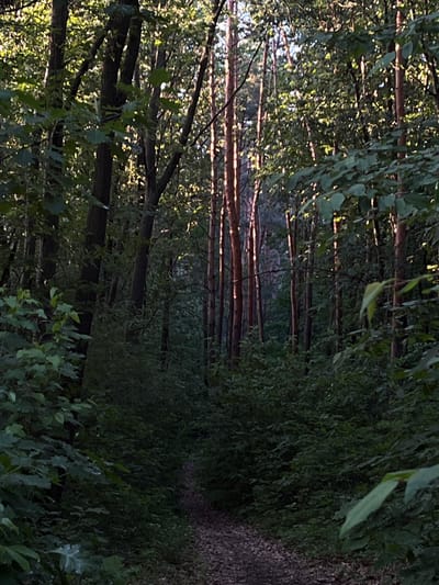 The image depicts a dimly lit pathway winding through a dense forest, likely located in Briukhovychi, Ukraine. Tall, slender trees with reddish-brown bark dominate the scene, their trunks forming a vertical composition. Sunlight filters through the thick canopy of green leaves, creating dappled patterns on the forest floor and illuminating some of the tree trunks. The pathway, covered with fallen leaves and small stones, recedes into the distance, inviting the viewer deeper into the woodland. The undergrowth is lush and green, composed of various bushes and smaller plants, adding to the wild and natural atmosphere. No people or animals are visible in the frame. The overall impression is one of a secluded and serene natural environment.