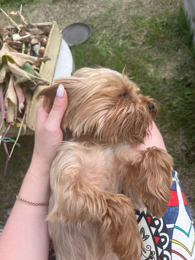 A person's arm, adorned with a gold bracelet, supports a small, tan Yorkshire Terrier dog. The dog is lying on its back, its head resting on the person's lap. The person's other hand is gently stroking the dog's head. In the background, a wooden crate filled with plant bulbs and dried leaves sits on the ground. The scene appears to be outdoors, with grass and dirt visible. The location is the city of Kovriga, Russia.