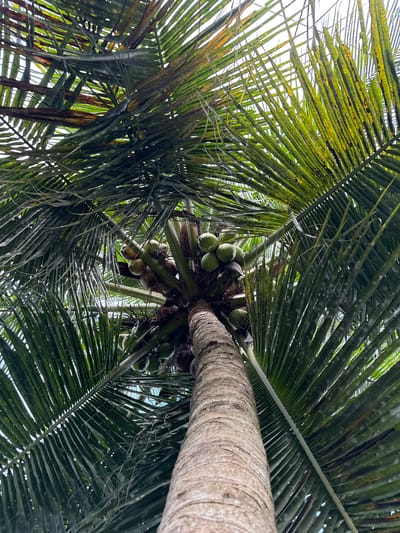 The image displays an upward perspective of a mature coconut palm (Cocos nucifera) located in Pulorungkom, Indonesia. The light brown, textured trunk of the tree occupies the lower center and right side of the frame, extending vertically towards the crown. A dense canopy of large, pinnate fronds, predominantly dark green with visible yellow and brown discolorations, fills the upper and central portions, obscuring most of the background. Multiple clusters of ovoid coconuts, appearing mostly green and unripe, are visible at the crown, nestled among the bases of the fronds. A bright, white sky is intermittently visible through gaps within the foliage. No human figures or man-made objects are present in the scene.