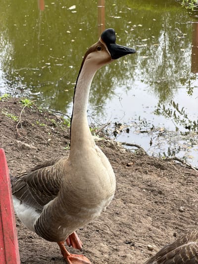 A gray and brown goose stands on a red wooden surface, adjacent to a body of water. Its head is black and beak turned upwards. The area around the goose consists of dirt and grass. The water reflects the sky and some foliage. The location is Salaspils, Latvia.