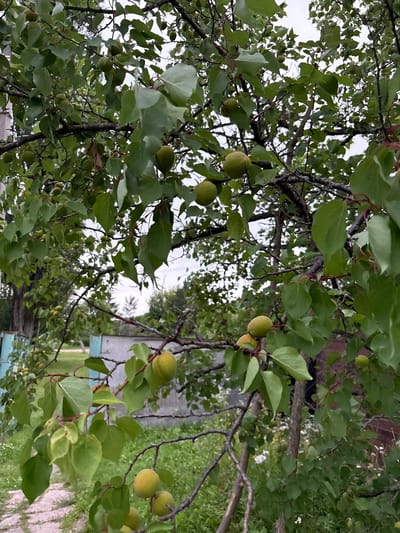 The image shows a close-up view of an apricot tree with several unripe green apricots on its branches. The tree is laden with lush green leaves, and its branches are dark and gnarled. In the background, a building with a light-colored wall and a portion of a blue fence can be seen. The setting appears to be outdoors, with grass and some white wildflowers visible on the ground. The sky is overcast and a pale gray. The image was taken in the city of Siniy Gay, Russia. There are no people or animals visible in the image, and no apparent actions or interactions are taking place. The overall scene is natural and depicts a fruit-bearing tree in an outdoor environment.