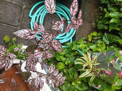 A vibrant photo showcases a variety of plants. A polka dot plant with pink and green speckled leaves takes center stage. Behind it, a coiled turquoise garden hose rests on a stone surface. Lush green foliage surrounds the polka dot plant, including what appears to be pothos vines and some other ornamental varieties with yellow-striped leaves. The image conveys a sense of natural growth and the beauty of mixed foliage.