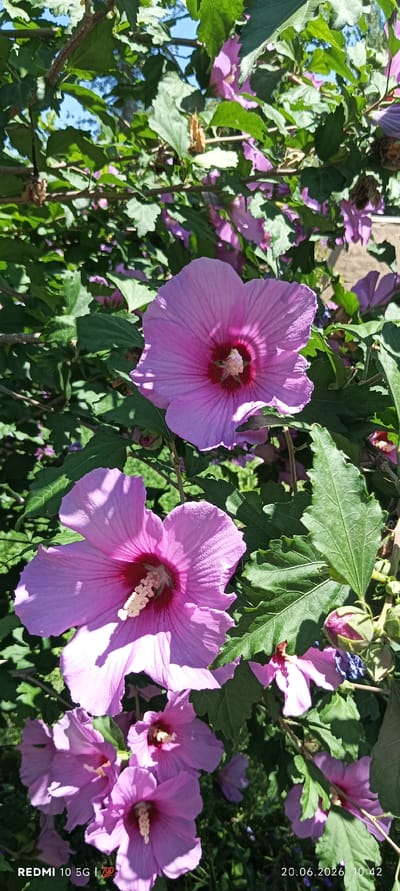 This is a close-up, eye-level shot of a flowering shrub, likely a Rose of Sharon (Hibiscus syriacus), in the city of Zaamin, Uzbekistan. The shrub is abundant with large, trumpet-shaped pink flowers, some fully bloomed and others in bud. The petals are delicate and vibrantly colored, with a deeper pink or red center surrounding the stamen. The leaves are a lush green, varying in shape, and provide a dense backdrop to the flowers. Sunlight filters through the foliage, creating dappled shadows on the petals and leaves, suggesting an outdoor setting on a bright day. The overall impression is one of natural beauty and growth. The lower right corner of the image shows a timestamp: "20.06.2026 10:42", and the lower left corner displays "REDMI 10 5G | 700", which appears to be a phone model and a capture indicator. No people or animals are visible in the frame.