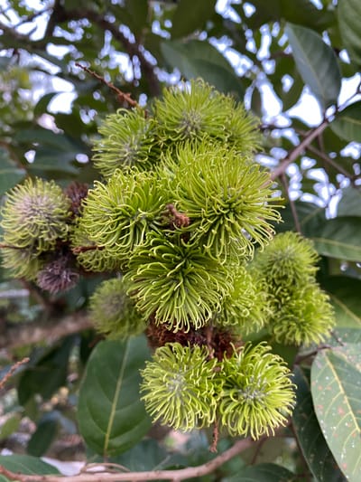 In Blangkabu, Indonesia, an outdoor, close-up shot captures a cluster of unripe rambutan fruits hanging from a tree branch. The fruits are predominantly a vibrant green, with spiky, hair-like protrusions covering their surface. Some of the rambutan fruits have started to turn a brownish-purple, indicating they are beginning to ripen. The background consists of lush green leaves and branches, some of which are blurred due to the shallow depth of field, creating a bokeh effect. Sunlight filters through the foliage, casting highlights on the leaves and adding to the natural ambiance of the scene. The image is sharply focused on the rambutan fruits, highlighting their unique texture and form.