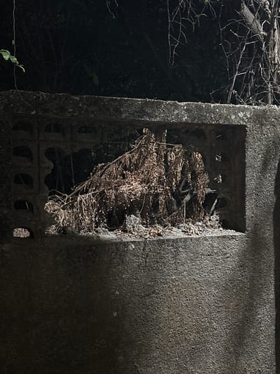 The image displays a concrete wall in Ambernath, India, illuminated by artificial light at night. The wall is grey, rough-textured, and appears weathered. A large, rectangular opening, approximately three times wider than its height, dominates the upper central portion of the wall. This opening is densely packed with dried, brown and tan vegetation, primarily consisting of branches, twigs, and leaves, resting upon its lower edge. To the immediate left of this main opening, a section of the wall features a series of smaller, vertically aligned, arched apertures. The background, visible through and above the wall structures, is dark and indistinct, consistent with dense natural foliage or trees in low light conditions. No individuals, actions, or specific interactions are visible within the scene.