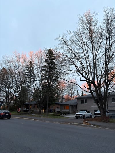The image depicts a residential street in Saint-Bruno-de-Montarville, Canada, at dusk or dawn. The sky is a pale blue with tinges of orange near the horizon, suggesting either sunrise or sunset. A line of bare trees with slender branches extends along the left side of the frame, casting shadows and silhouettes against the sky. Mixed among these are some evergreen trees. Several houses are visible on the right side of the frame, some with lit windows. Cars are parked along the street. The road is asphalt and appears slightly wet.