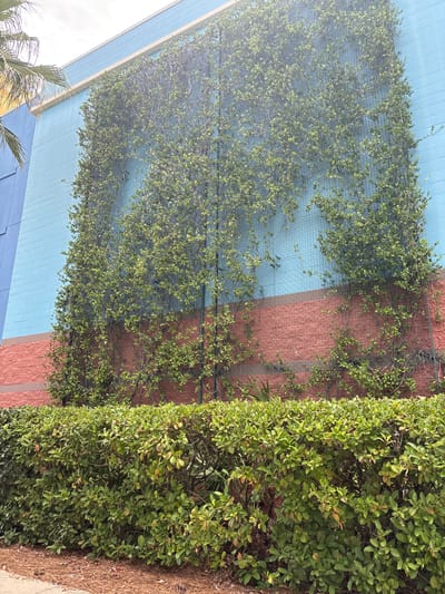This image depicts a wall of a building with a vine-covered trellised section in Panama City Beach, Florida, United States of America. The building's exterior is painted in sections of blue and reddish-brown brick. The blue section is towards the top, and the reddish-brown brick section is below it. A green mesh trellis is attached to the wall, and a green vine with numerous small leaves is growing up and across it. In the foreground, there is a dense, manicured green hedge. The ground in front of the hedge is covered with pine needles. The sky is visible at the top of the image, suggesting it is daytime. A palm frond is visible on the left side of the frame.
