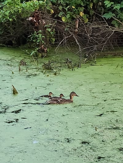 The image shows a body of water covered in green algae, with a mother duck and two ducklings swimming. The ducks are in the foreground, and the background consists of dense foliage and branches. The scene appears to be a natural habitat, possibly a pond or slow-moving river. The image is taken from a medium distance, capturing the ducks and their surroundings. There is no indication of any urban environment or specific location in Venyukovo, Russia.