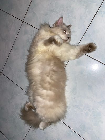 A light-colored, long-haired cat is lying on its back on a tiled floor. The cat has grey markings on its face and paws. Its eyes are open and appear to be glowing red. One of its front paws is raised in the air. The floor is made of light blue tiles with dark grout lines. A few strands of cat hair are visible on the floor. The lighting suggests it could be daytime or nighttime indoors. The cat appears relaxed, possibly playful or sleepy. The setting is likely a home interior in Margorejo, Indonesia. There is no visible text in the image.