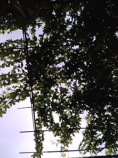 The image captures an upward view of lush green foliage, likely grapevines, against a pale sky. The leaves are dense and form a canopy, with thin, dark support structures, possibly a trellis or pergola, interspersed among them. Sunlight filters through the leaves, creating dappled light and shadow. The scene appears to be outdoors, suggesting a garden, vineyard, or park setting. The context of Navbahor, Uzbekistan, implies a temperate climate suitable for viticulture. There are no people or specific structures visible other than the support system for the plants.