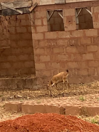 A tan monkey with a dark face stands on a grassy verge beside a brick wall. The unfinished brick wall has three window openings, two of which have wooden supports. Loose wood planks lie on the ground next to the wall. To the right of the monkey, a pile of red dirt rises from the verge. The entire scene is shot at a slightly tilted angle.