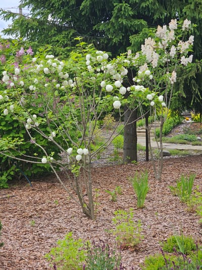 A vibrant outdoor garden or park scene is captured under bright daylight. In the foreground and midground, multiple deciduous shrubs are in full bloom. Prominently featured are shrubs with numerous white, globe-shaped flower clusters, resembling Snowball Viburnum. Interspersed are other shrubs displaying both white and purple/pink conical flower clusters, characteristic of lilacs.
Tall evergreen trees, likely conifers, create a dense green backdrop on the left side of the image. The ground is largely covered with light brown bark mulch, out of which grow various green plants, including patches of slender, spiky leaves (possibly ornamental grasses) and low-lying plants with small purple flowers. Several slender tree trunks and branches without leaves are visible in the midground, appearing between the flowering shrubs and leading towards the background.
A narrow, light-colored path or walkway can be seen winding through the mid-background, suggesting a larger cultivated area or parkland. A black irrigation hose is partially visible on the mulch in the lower-middle section of the image. The scene is well-maintained and peaceful, with the abundance of blossoms indicating spring or early summer. No people or visible text are present. The location context is Березка Снт (красногорский Р-н), Russia.