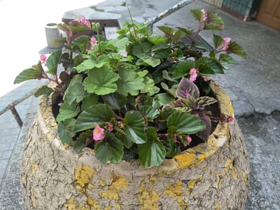 A close-up, high-angle shot shows a weathered, cracked, beige and yellow ceramic planter filled with lush green foliage and small pink flowers. The planter's rough texture and peeling paint suggest age and outdoor exposure. The plants, likely begonias and coleus, spill over the rim, their leaves a vibrant contrast to the dull planter. In the background, a gray, slightly wet concrete surface is visible, with a faint hint of a blue and white striped metal railing. A silver trash can and a dark building facade with a light brown door are partially visible in the upper left and right quadrants, respectively. The scene appears to be an outdoor urban setting, possibly a public space or residential entryway in Rivne, Ukraine.