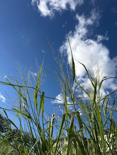 This is a low-angle, upward-facing shot looking towards a bright blue sky dotted with fluffy white clouds. The foreground is dominated by the feathery seed heads and long, green blades of ornamental grass, possibly a Miscanthus variety, which are swaying gently, suggesting a light breeze. The grass occupies the right and lower portions of the frame, its delicate plumes catching the sunlight and appearing almost translucent.
In the background, peeking through the foliage, are glimpses of man-made structures, including what appears to be a building with some light fixtures, possibly strings of fairy lights, visible between the grass stalks. There are also some dark green tree branches visible further in the background.
The time of day is clearly daytime, with bright sunlight illuminating the scene. The weather appears pleasant, with a clear sky and scattered clouds, indicative of fair weather. The setting appears to be outdoors, likely a garden or residential area, given the presence of ornamental grass and the building in the background. No people are visible in the frame, and there is no discernible text. The overall mood conveyed is one of natural beauty and tranquility on a sunny day.