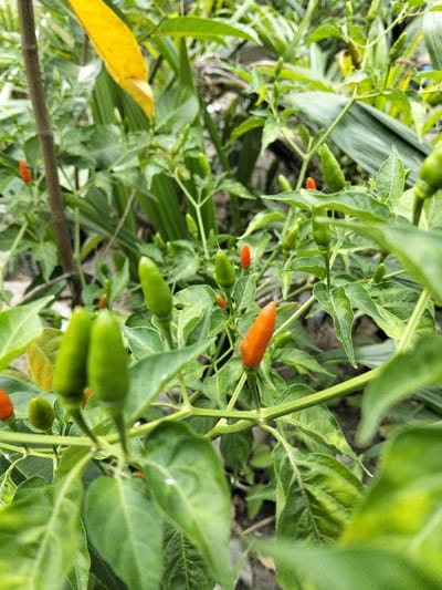 The image displays a close-up view of chili pepper plants in Tanohmanyang, Indonesia. Numerous small, conical chili peppers are visible, some bright green and unripe, others transitioning to an orange hue, indicating ripeness. These peppers are attached to thin green stems amidst a dense arrangement of green leaves, many exhibiting distinct venation. A single large, senescent yellow leaf is present in the upper left quadrant, and a thicker, dark brown plant stem runs vertically on the left side of the frame. The background consists of blurred green foliage and indistinct, dark shapes, suggesting an outdoor, natural environment. No individuals or specific actions are depicted.