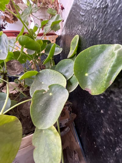 The image shows a close-up view of a Pilea peperomioides plant, commonly known as a Chinese money plant. The plant has several round, coin-shaped leaves on slender stems. Some leaves show minor imperfections or damage. The background includes a dark, possibly painted or textured surface, along with other plants and what appears to be debris like cardboard. The photograph was taken in Dobrovnitsa, Bulgaria.