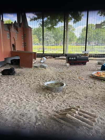 The image captures an outdoor enclosure, likely a petting zoo or animal exhibit, given the presence of guinea pigs. The ground is covered in sand and straw, with a large, multi-level brown structure resembling a castle dominating the lower portion of the frame. This structure has numerous windows and doorways, suggesting it's a play area or shelter for the animals.
In the sandy area, a toy train, painted black with red accents, is visible. Nearby, there are two metal bowls, one containing animal feed. A pile of wooden sticks arranged in a crisscross pattern lies on the sand, possibly for the animals to chew on or play with. Two dark-colored guinea pigs are present; one is partially visible near the entrance of the brown structure, while the other is more fully in view on the sand, facing away from the camera.
The enclosure is bordered by a tall metal fence, through which glimpses of lush green trees and a bright blue sky with some clouds can be seen, indicating it's daytime with pleasant weather. The overall scene suggests a well-maintained environment for small animals, with elements of play and natural habitat. There is no visible text in the image. The location context provided is Helmond, Netherlands.