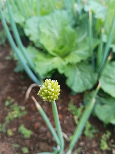 A close-up view displays a light green, spherical flower head, composed of numerous small, tightly packed buds, situated prominently in the center foreground. This flower head is supported by a slender, vertical green stem rooted in dark brown soil. Small, scattered green plant sprouts are visible on the soil surface. In the softly focused background, large, crinkled green leaves of cultivated plants, consistent with cabbage or similar Brassica species, are present. Additional out-of-focus green stalks, resembling those of the foreground plant, are scattered throughout the background. No human subjects or discernible actions are depicted. The scene is set in a cultivated garden or field within the city of Ngọc Tụ, Vietnam.