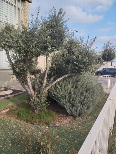 The image shows an outdoor scene in Or Akiva, Israel, likely during the daytime. The main subjects are a multi-trunked olive tree with thick, gnarled branches and a large, bushy shrub with silvery-green foliage. The olive tree has rough, light-colored bark and is covered in small, green leaves. The shrub is dense and rounded, obscuring the base of the olive tree.

Behind the plants, a building with light brown brickwork and a window covered by vertical white bars is visible. To the right of the shrub, a white metal fence runs along the foreground, and beyond it, a dark-colored car is parked on a street. A street lamp with a curved arm is visible in the distance, silhouetted against a blue sky with scattered white clouds.

The ground is covered with green grass, and a dark irrigation hose snakes around the base of the olive tree, suggesting the area is maintained. There are fallen leaves scattered on the grass in some areas. The overall impression is of a well-kept garden or yard area in a residential or urban setting. No people are visible in the image. The weather appears pleasant, with clear skies and sunlight.