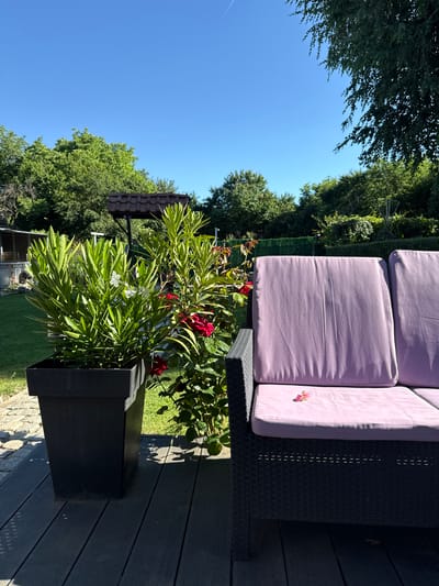 A black wicker sofa with light purple cushions is situated on a dark wooden deck. On the right side of the sofa, two cushions are visible, one slightly behind the other. A cluster of pink flower petals rests on the lower seat cushion. To the left of the sofa, a large black planter contains a tall green plant with slender leaves and two white butterfly decorations. Behind the planter, another plant with red flowers is visible. The deck is bordered by a cobblestone path to the left, and beyond that, a green lawn and trees. In the background, a small structure with a brown tiled roof stands among the trees. The sky above is clear and blue. The location is identified as Musachevo, Bulgaria.