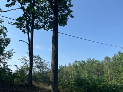 This media file is a landscape photograph taken in Zalesie Górne, Poland. The image depicts a forest scene with a clear blue sky. In the foreground, two large trees stand prominently, their dark trunks contrasting with the lighter bark of a third tree to the right. The trees are full of green leaves, suggesting it is likely daytime during the warmer months. A thin, dark line, likely a power line, stretches diagonally across the upper portion of the image from left to right.

Behind the foreground trees, a dense forest fills the mid-ground and extends to the horizon. Various shades of green foliage are visible, indicating a mix of deciduous and coniferous trees. The lighting suggests a sunny day, with shadows cast on the ground in the lower left corner. The overall impression is one of a tranquil, natural environment. There is no visible text or human activity depicted in the image.