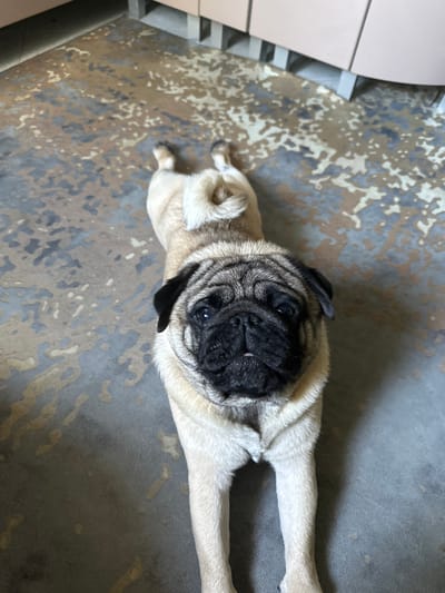 A pug dog lies on a textured floor in what appears to be an indoor setting. The pug is fawn-colored with black markings on its face and ears. Its body is elongated, with its hind legs stretched out behind it and its front legs bent forward. The dog's tail is curled. The floor has a distressed pattern with areas of dark gray, brown, and lighter tan. In the background, partially visible, are light-colored cabinets supported by gray legs, suggesting a room such as a kitchen or storage area. The image is taken from a high angle, looking down at the dog. There is no indication of the city of Kildinstroy, Russia in the image.