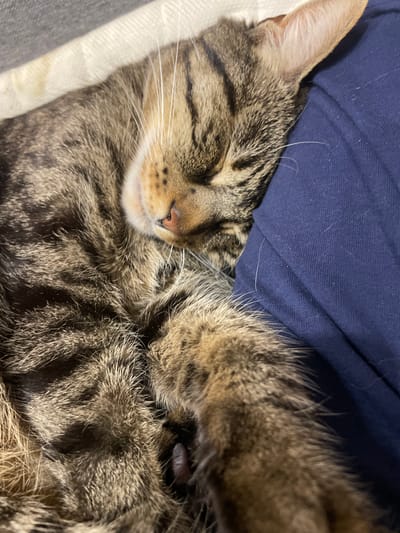 A close-up shot captures a tabby cat sleeping comfortably on dark blue fabric, likely clothing or upholstery. The cat's fur displays a pattern of dark brown and black stripes against a lighter brown background. Its head is resting on the fabric, with its eyes closed and ears perked slightly. The cat's whiskers are visible, extending outwards from its muzzle. The overall impression is one of peaceful slumber. The location of ЖК «Борисоглебское», Russia, is not evident in the image.