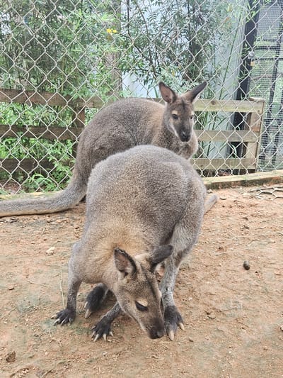 Two wallabies are resting on the ground within a fenced enclosure. The enclosure has a wire mesh fence and wooden posts. The ground is covered with reddish-brown dirt and some dry grass. Behind the fence, there is lush green foliage and some yellow flowers. The wallabies have grey-brown fur and their paws are visible, showing sharp claws. One wallaby is lying down, while the other is partially visible behind it, also resting. The scene appears to be outdoors, likely during the daytime, with natural lighting. There is no visible text in the image.