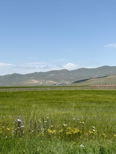 The image depicts an expansive rural landscape in the city of Jamshlu, Armenia. The foreground is dominated by a wide, verdant field of green grasses and developing crops, interspersed with various wildflowers, including distinct purple, white, and yellow blossoms. Beyond this immediate field, another extensive green expanse stretches horizontally into the midground.
In the distant midground, a small settlement or village, comprising multiple structures with light-colored roofs, is visible at the base of a mountainous range. Several utility poles, supporting overhead power lines, are horizontally positioned across the midground, extending towards the right. To the right of the village, a series of light-colored, rectangular masses, consistent with baled hay or stacked materials, are arranged in rows, bordering a dark, linear stretch of trees or dense vegetation.
The background consists of a chain of rolling mountains and hills, displaying a mix of green and earthen tones. The sky is bright, clear blue with a few faint, wispy white clouds situated above the distant mountain peaks. No human figures or discernible actions are depicted in the scene.