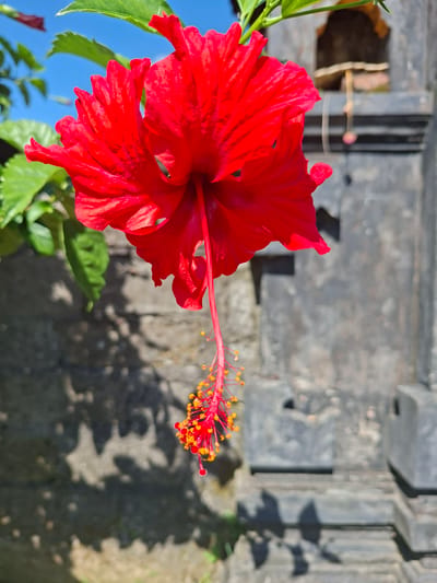 A close-up shot of a vibrant red hibiscus flower in Lodtunduh, Indonesia. The flower is in full bloom, with intricate petals and a long stamen adorned with orange and red pollen tips. The background is a blurred grey textured wall with shadows cast upon it. Green leaves of the hibiscus plant are visible around the flower. Part of the blue sky is visible as well, indicating the image was taken outdoors. The lighting is bright and sunny.