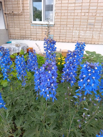 In Tolbazy, Russia, this image depicts a garden scene with a prominent display of tall, vibrant blue delphinium flowers. The flowers are in full bloom, with numerous individual blossoms clustered along erect stems. The delphiniums are in the foreground, some reaching the mid-point of the frame. Behind the flowers, a weathered brick building with a window is visible. To the left of the building, a small table covered with a patterned cloth is set up, holding a few objects, including what appears to be a jar. The overall environment suggests a residential outdoor setting.
