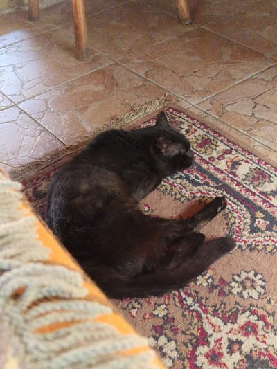 A black cat is sleeping curled up on a small oriental rug on a tiled floor in a room. The rug has a red and cream floral pattern. The floor tiles are a reddish-brown color and appear to be textured. In the background, there is a wooden table leg. The image was taken in the city of Raduvene, Bulgaria.