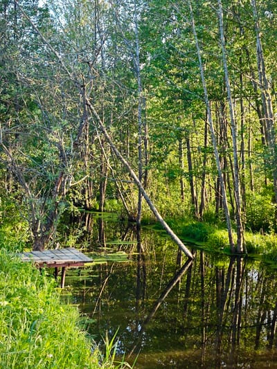 This vertical shot captures a tranquil natural scene in Zaprudnya, Russia, depicting a calm body of water surrounded by dense forest vegetation. The scene is lush with green foliage, indicating a vibrant temperate environment.

In the foreground on the left, thick green grass and other low-lying plants line the edge of the water. A small, rustic wooden platform or dock, constructed from weathered planks, is partially submerged near this bank.

The central feature is a still body of water, possibly a pond or a slow-moving stream, which flawlessly reflects the surrounding trees and sky. Patches of bright green algae or lily pads dot the water's surface, especially near the banks and around the submerged platform. A noticeable fallen or leaning tree trunk extends diagonally from the left bank into the water, its reflection clearly visible beneath it.

The background and midground are filled with a dense array of trees. Many trees exhibit slender, light-colored trunks, possibly indicative of birch or aspen, while others on the left have more gnarled and branching forms. Sunlight filters through the canopy from the right, illuminating the leaves with a warm glow and creating bright highlights on the tree trunks and shimmering reflections on the water. This suggests either early morning or late afternoon. The reflections contribute significantly to the image's depth and serenity.

No people are present, and there is no visible text. The overall atmosphere is one of peaceful solitude and untouched natural beauty.