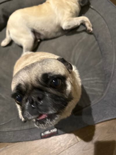 The image displays two fawn-colored pug dogs indoors. In the foreground, one pug with a dark muzzle and a slightly visible pink tongue looks directly upwards, positioned on a gray, circular dog bed. A red and white "KIRKLAND" brand label is visible on the bed in front of this dog. In the background, a second fawn pug lies prone, partially obscured, also on the same gray dog bed. Light-colored wooden floorboards are visible surrounding the dog bed on the right side of the frame. The visual evidence within the image does not contain any identifiable landmarks or specific characteristics to confirm the location as the city of Monterrey, Mexico.