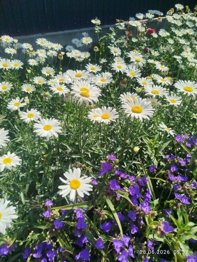 The image shows a close-up view of a flower bed filled with numerous white daisies and small purple flowers. The daisies have yellow centers and are in various stages of bloom, with some appearing fully open and others still in bud. The purple flowers are clustered together and appear to be a different species from the daisies. The background is out of focus, but suggests a dark, possibly wooden fence or wall and a gray concrete structure. The lighting indicates it is daytime, with sunlight illuminating the flowers. The bottom right corner of the image has a timestamp indicating "28.06.2026 09:37". The location is identified as Özgön, Kyrgyzstan.
