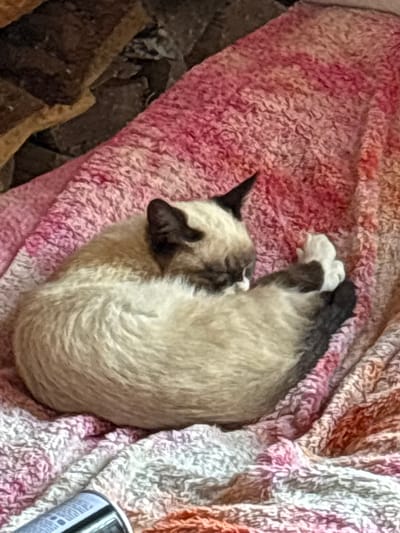 A Siamese cat is curled up and sleeping on a pink and white textured blanket. The cat has light fur with dark points on its ears, face, and tail. Its paws are tucked underneath its body. The blanket appears to be a soft, fuzzy material with a tie-dye pattern of pink, white, and orange. The background is out of focus and appears to be a dark, possibly rocky surface. The image is taken from a high angle, looking down at the cat. There is no information in the image that would indicate its location in the city of Krasnoufimsk, Russia.