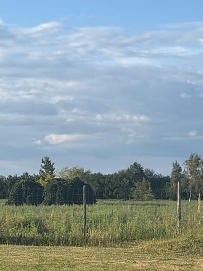 The image depicts a rural landscape under a cloudy sky. In the foreground, a mown grassy area is visible, transitioning into a taller field of green vegetation. A wooden fence post stands in the midground, with a wire fence extending horizontally behind it. Beyond the fence, a dense line of trees forms the background, with some taller trees interspersed. Two hedgerows, possibly overgrown with vines, are situated behind the wire fence, and a single tree with yellowing leaves is visible within the line of trees. The sky is a pale blue, with scattered grey clouds. The scene appears to be located in an outdoor, natural environment.