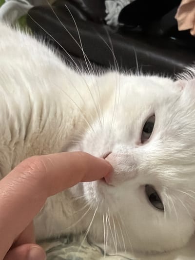 A close-up shot shows a white cat with a finger touching its pink nose. The cat has narrowed eyes and visible whiskers. The background is blurred, but hints of black leather and fabric can be seen. The location of Myaglovo, Russia is not discernible from this image.