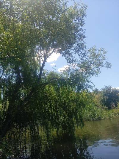A weeping willow tree with drooping branches overhangs the calm surface of a river in Buzke, Ukraine. The sunlight filters through the dense green foliage, casting dappled shadows on the water. Beyond the riverbank, lush green reeds and grasses grow, leading to a gentle hillside covered in trees. The sky above is a clear, bright blue with a few scattered white clouds. The overall scene evokes a peaceful and natural setting.