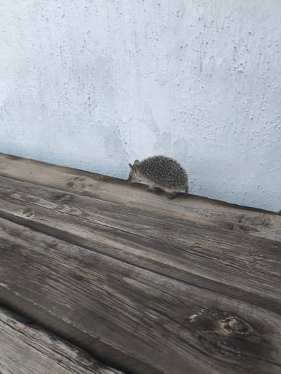 A small hedgehog is walking on a weathered wooden surface in front of a textured white wall. The hedgehog is facing right, with its quills clearly visible. The wooden surface is made of several planks and shows signs of age and wear. The wall behind the hedgehog is rough and appears to be painted white or a very light color. The scene is lit by natural light, suggesting it might be daytime. There are no people visible in the image. The setting appears to be outdoors, possibly a patio or a garden area, given the wooden structure and the rough wall. No text is visible in the image. The overall mood is one of quiet observation of nature.