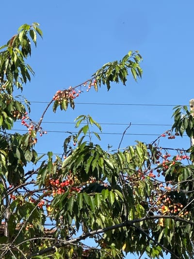 The image shows a tree with green leaves and red berries against a bright blue sky. Four parallel lines, likely wires, run vertically through the center of the frame. The tree branches extend in various directions, with the right side of the image containing a denser concentration of foliage and berries. The location is Slavyani, Bulgaria. No people are visible.