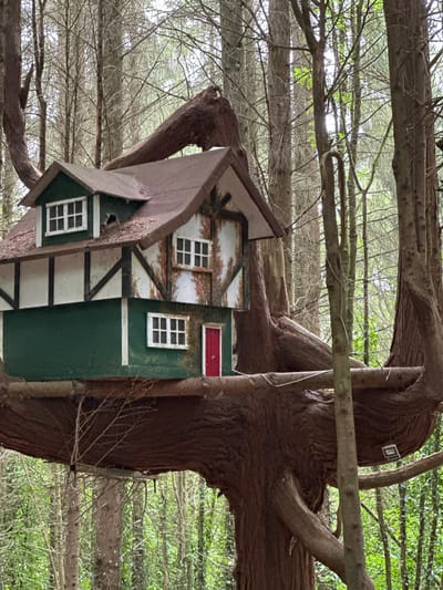 An elaborately constructed, multi-story treehouse resembling a small Tudor-style house is perched precariously on the thick, gnarled branches of a large tree within a dense forest. The treehouse features a dark red, shingled roof, white-paneled walls with dark trim, and numerous white-framed windows. A vibrant red door is visible on the lower level, which is painted a deep green. The surrounding environment is a forest with numerous tall, slender trees, their trunks bare and branches crisscrossing. The ground is obscured by undergrowth and the bases of the trees, suggesting a natural, uncultivated setting. The lighting is diffused, indicating an overcast day or dense tree cover. This treehouse is located in the Castlecomer Discovery Park, County Kilkenny, Ireland, a location known for its natural beauty and outdoor activities. There are no people or animals visible in the image.