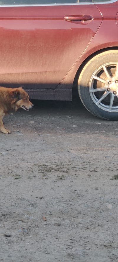 A medium-sized dog with golden-brown fur is resting on a dirt ground next to a parked, dusty red/maroon car. The image is oriented vertically, with the car dominating the left side of the frame and the ground occupying the right. The car's rear wheel, part of its door with a chrome handle, and a section of its body are visible. A dark, rectangular structure, possibly a metal beam or curb, runs horizontally across the mid-section, separating the car from the ground where the dog lies.
The dog is positioned in the lower-left portion of the frame, appearing calm as it lies down, with its head slightly raised and mouth ajar, perhaps panting or observing its surroundings. The car is stationary and appears dusty, indicating exposure to unpaved roads or a dry environment. The ground consists of dirt and gravel, with some sparse patches of green vegetation.
The scene is illuminated by natural daylight, suggesting either morning or late afternoon due to the angle of the sunlight casting shadows, particularly on the car's wheel and the dog. There are no people visible, and no text is discernible in the image. The setting suggests a quiet, possibly rural or semi-urban outdoor location.
This scene is located in Bezpalivka, Ukraine.