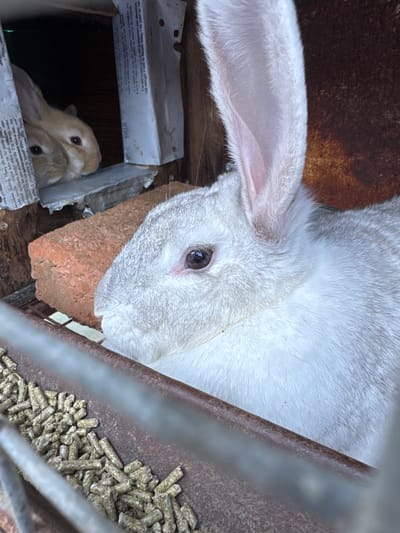 The image shows a white rabbit, likely an adult, with its head positioned near a pile of cylindrical rabbit food pellets. Part of a wire cage is visible in the foreground. Adjacent to the rabbit's head is a brick, and a cardboard box contains two smaller, tan-colored rabbits peering out from inside. Part of the cardboard box has French text. The setting appears to be an enclosure within a domestic environment, possibly a backyard or farm. There is no information available to determine if this scene is located in Lipnitsa, Bulgaria.