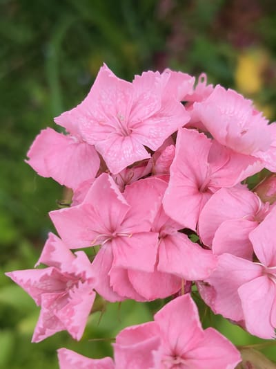 The image is a close-up, vertically oriented, eye-level shot of a cluster of bright pink dianthus flowers in bloom. The flowers fill most of the frame, with their delicate petals showing a ruffled edge and some faint white speckling. The center of some of the flowers reveals their stamens. The background is a soft, blurred green, suggesting foliage and a garden setting. There's a hint of yellow in the far background, also out of focus. The lighting appears to be natural daylight, casting soft shadows and highlighting the textures of the petals. The overall mood is serene and natural. There is no visible text in the image.