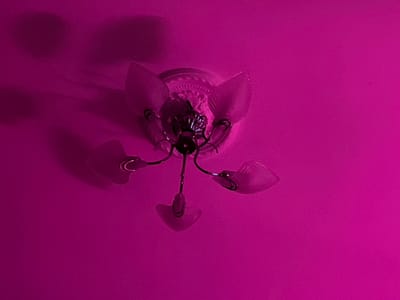 A ceiling light fixture with four frosted glass shades is mounted on a pink ceiling. The fixture has a central metallic body with arms extending outwards to hold the shades. The shades are translucent and have a slightly curved, elongated shape. Shadows are cast on the ceiling behind the fixture, suggesting the presence of light from above or within the fixture itself. The overall color palette is dominated by various shades of pink and magenta, creating a vibrant and monochromatic atmosphere. There is no indication of the specific location within Vyborg, Russia, or any people or actions depicted in the image.