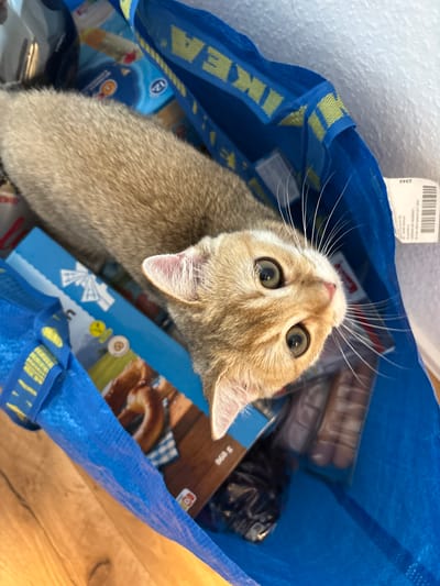 A light-colored cat with wide, curious green eyes peers out from a bright blue IKEA shopping bag. The cat's fur is a mix of tan and cream, and its whiskers are long and prominent. The bag is filled with various food items, including what appears to be packaged sausages, pretzel rings, and other grocery items. Some of the packaging has blue and white designs. The bag itself has the iconic yellow IKEA logo printed on the handles.

The scene appears to be indoors, with a wooden floor visible in the background. The lighting suggests it could be daytime. The cat's upward gaze and alert posture indicate curiosity and perhaps anticipation. There is a small white tag with black text hanging from the top edge of the bag, and some text is visible on the packaging within the bag. The location context provided is Bönnigheim, Germany.