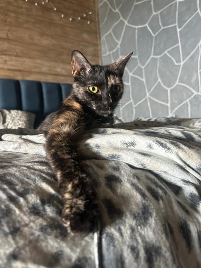 A tortoiseshell cat with bright yellow eyes is lying on a bed with a leopard-print comforter. The cat is positioned on the left side of the frame, with its front paws extended forward. The background shows a wooden headboard and a textured grey wall. The scene is illuminated by natural light. This image was taken in Yoksolovo, Russia.