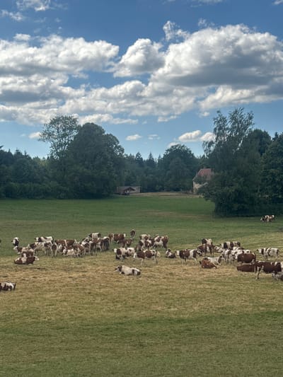 The image shows a pastoral scene with a herd of brown and white cows grazing in a dry, grassy field. In the background, there are trees and a few buildings, including a house with a red roof and a smaller structure. The sky is blue with scattered white clouds. This scene is located in the city of Longchaumois, France. There are no people visible in the image.