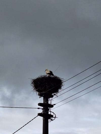 A white stork is perched on a large nest on top of a utility pole. The pole is made of metal and is gray. It is topped by a nest made of twigs and branches. The nest is quite large and appears to be occupied. The stork is standing in the nest, looking away from the camera. It is silhouetted against the overcast sky. The utility pole is connected to five overhead power lines. The scene is located in Mühlheim an der Donau, Germany, at the coordinates provided. The sky is gray and cloudy.